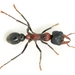 Aberrans-group Bull Ants - Photo (c) Mark Newton, some rights reserved (CC BY-NC), uploaded by Mark Newton