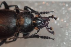 Carabus rumelicus rumelicus