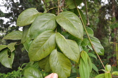 Gnetum leyboldii