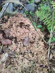 Selaginella nipponica