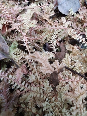Selaginella nipponica