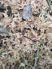Selaginella nipponica