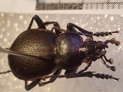 Carabus rumelicus rumelicus
