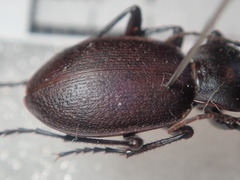 Carabus rumelicus rumelicus