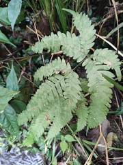 Pteris oshimensis