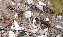 Myrmecia arnoldi