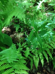 Galium latifolium