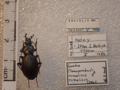 Carabus rumelicus rumelicus