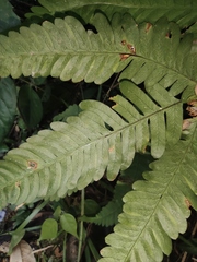 Pteris oshimensis