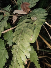 Pteris oshimensis