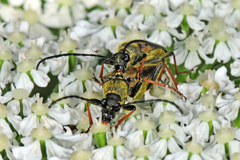 Lepturobosca