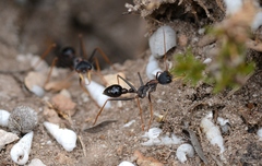 Myrmecia arnoldi
