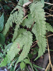 Pteris oshimensis