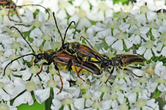 Lepturobosca