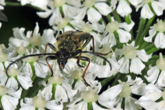 Lepturobosca chrysocoma