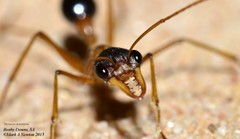 Myrmecia desertorum
