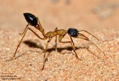 Myrmecia desertorum