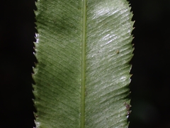 Pteris kidoi