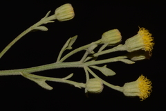 Perityle congesta