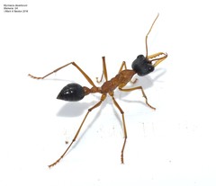 Myrmecia desertorum