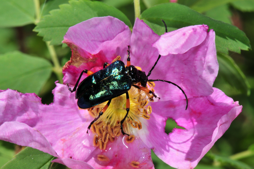 Metallic Fir Borer
