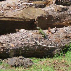 Sceloporus smaragdinus
