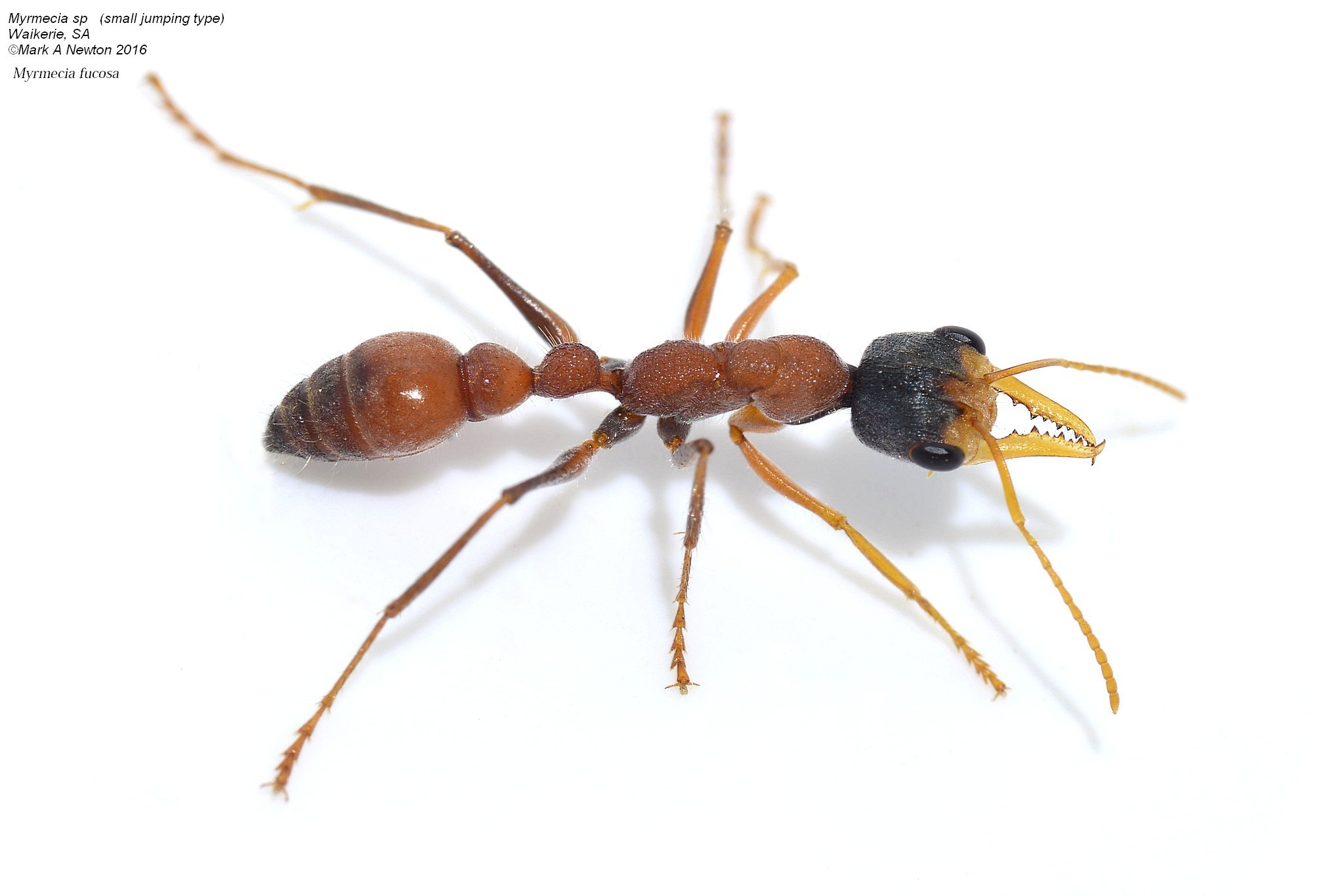 Myrmecia fucosa