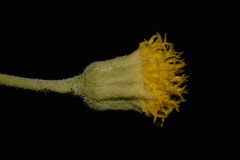 Perityle congesta