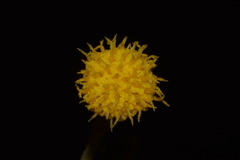 Perityle congesta