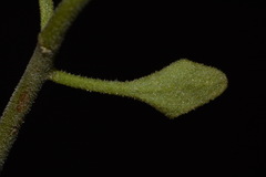 Perityle congesta