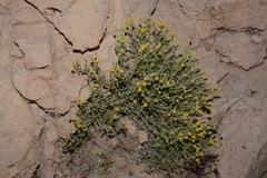 Perityle congesta