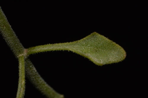 Image of Perityle congesta by (c) Brian Finzel, some rights reserved (CC BY-SA)