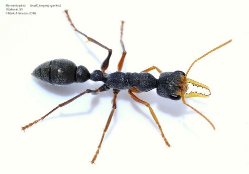 花色牛蚁Myrmecia picta