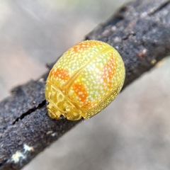 Paropsisterna fastidiosa