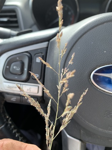 Eragrostis image