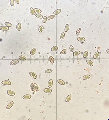 Inocybe nitidiuscula