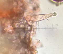 Inocybe nitidiuscula