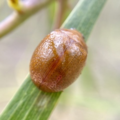 Dicranosterna semipunctata