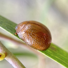 Dicranosterna semipunctata
