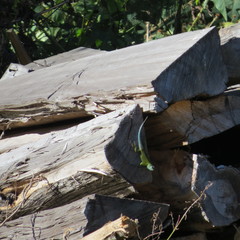 Sceloporus smaragdinus