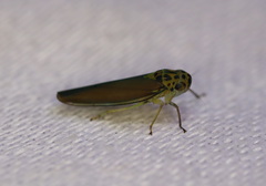 Ishidaella tumida