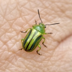 Calomela juncta