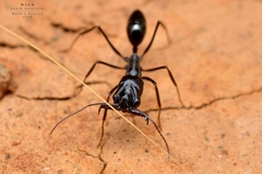 Odontomachus simillimus