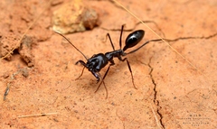 Odontomachus simillimus