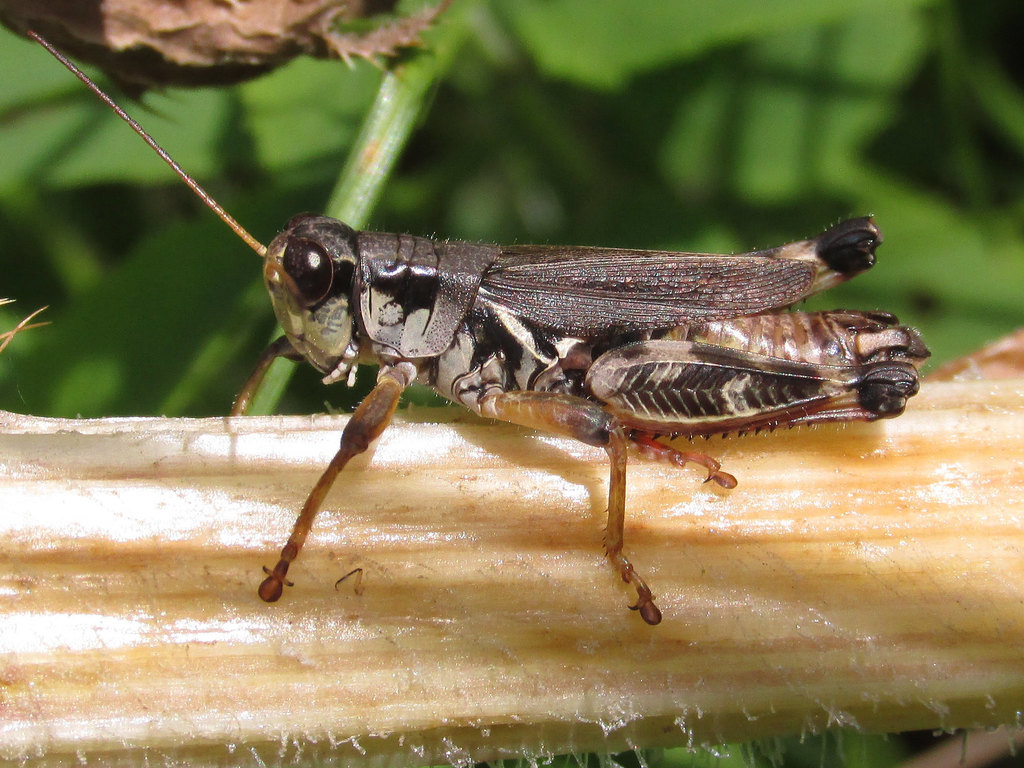 Huckleberry Spur-throat Grasshopper