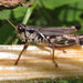 Melanoplus fasciatus - Photo 由 Mathew L. Brust 所上傳的 (c) Mathew L. Brust，保留部份權利CC BY-NC