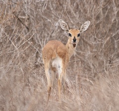 Raphicerus campestris neumanni