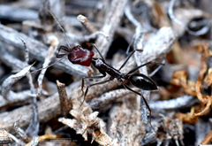 Odontomachus simillimus