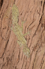 Southern Leaf-Tailed Gecko photo 4