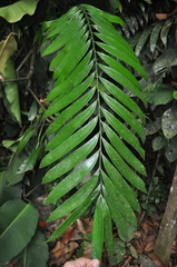 Zamia elegantissima